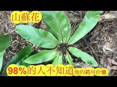 山蘇風水|【山蘇風水】小心！亂養植物會破財？風水師揭露山蘇風水禁忌與。